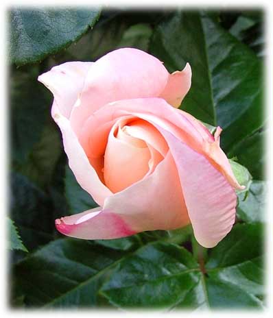 Rosiers Grandes Fleurs Isabelle Autissier ©