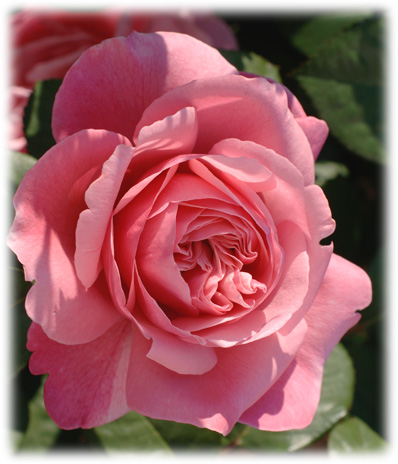 Meilland Rosiers Grandes Fleurs Line Renaud ©