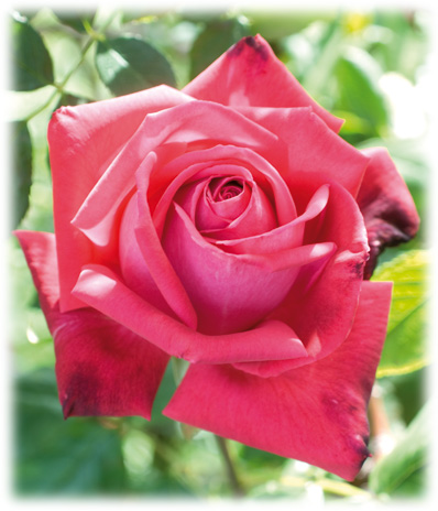 Meilland Rosiers Grandes Fleurs Lolita Lempicka ©