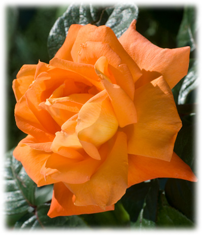 Meilland Rosiers Grandes Fleurs Louis de Funès ©