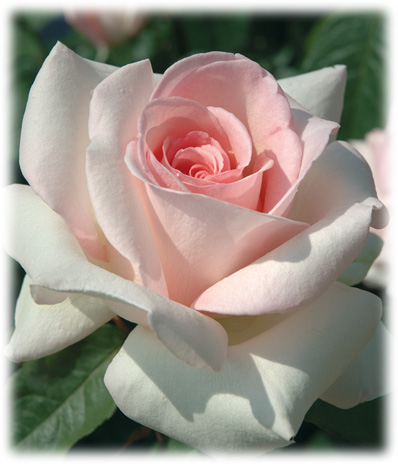Meilland Rosiers Grandes Fleurs Prince Jardinier ©