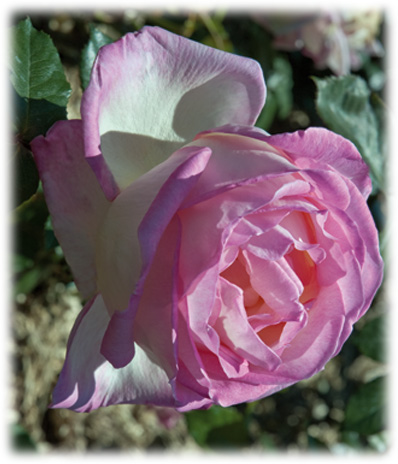 Meilland Rosiers Grandes Fleurs Princesse de Monaco ©