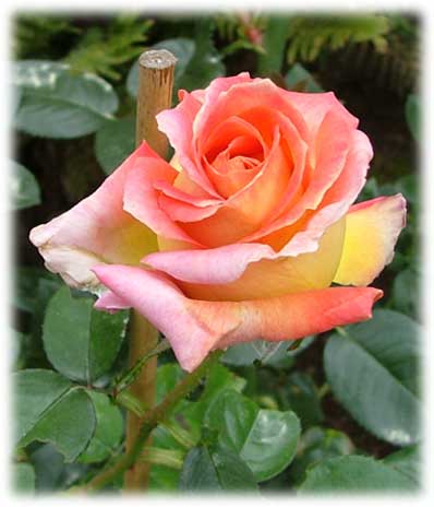 Meilland Rosiers Grandes Fleurs Pullman Orient Express ©