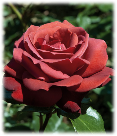Meilland Rosiers Grandes Fleurs Terracotta ©