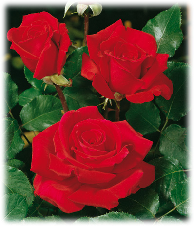 Meilland Rosiers Grandes Fleurs Victor Hugo ©