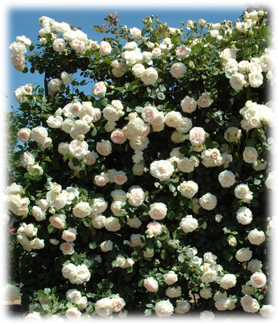 Meilland Rosiers Grimpants Romantica Palais royal ©