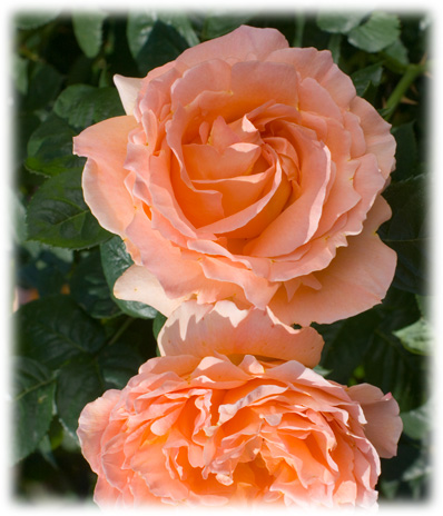 Meilland Rosiers Grimpants Romantica Polka ©