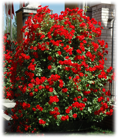Meilland Rosiers Grimpants La Sevillana ©