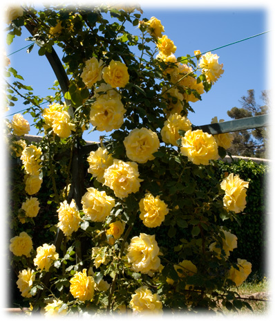 Meilland Rosiers Grimpants Rimosa ©