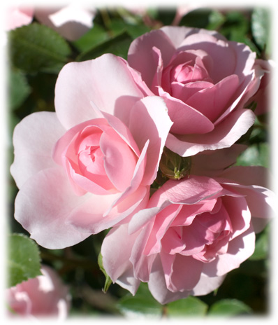 Meilland Rosiers Paysagers Bonica ©