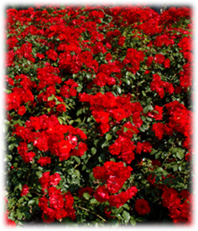 Meilland Rosiers Paysagers La Sevillana ©
