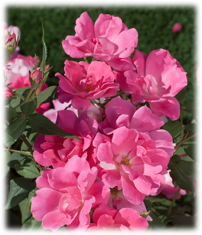Meilland Rosiers Paysagers Rodin ©