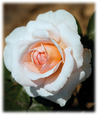 Romantica