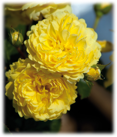 Meilland Rosiers Romantica Anny Duperey ©
