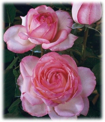 Meilland Rosiers Romantica Honoré de Balzac ©