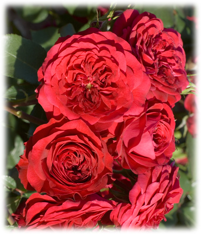 Meilland Rosiers Romantica Mona Lisa ©