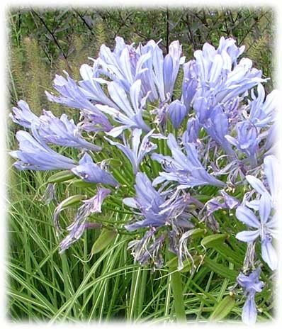 Agapanthes