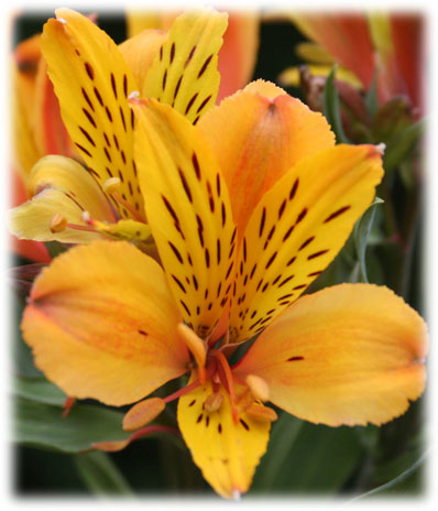 Alstroémerias Serrant