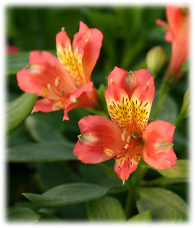 Alstroémerias Aliénor