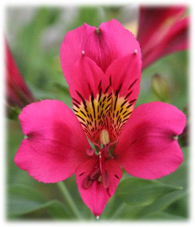 Alstroémerias Catherine