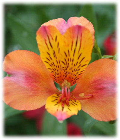 Alstroémerias Clémentine