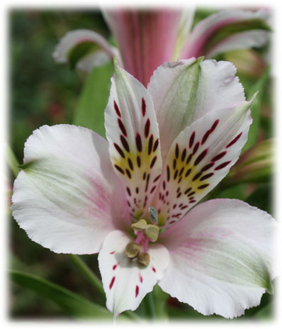 Alstroémerias Louise