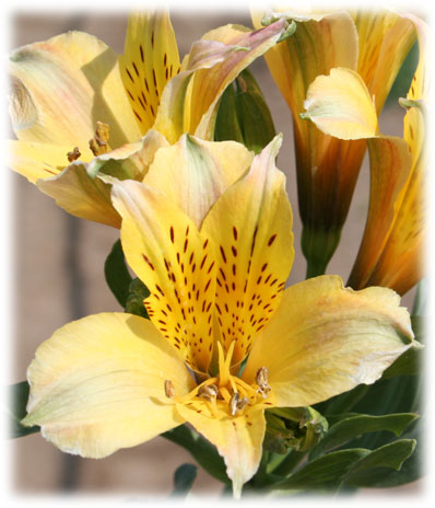 Alstroémerias Marie