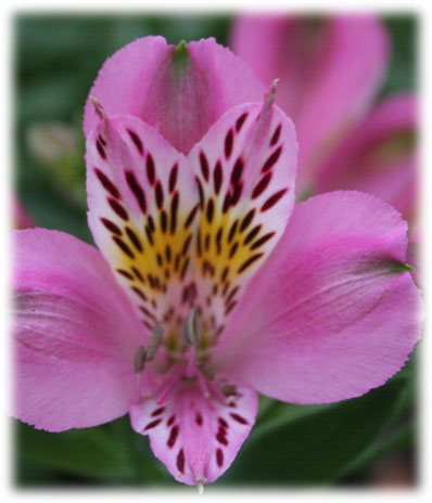 Alstroémerias Charles