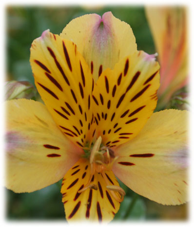 Alstroémerias Nicolas