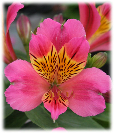 Alstroémerias Elliot