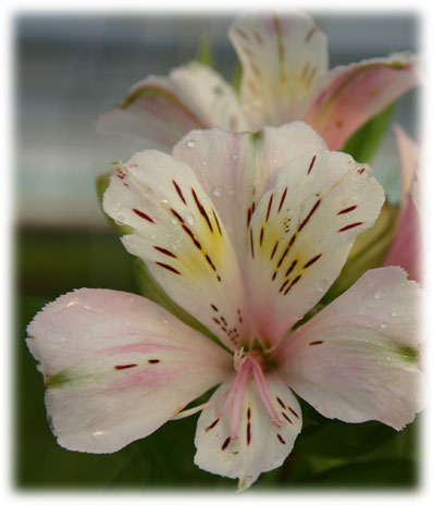 Alstroémerias Margot