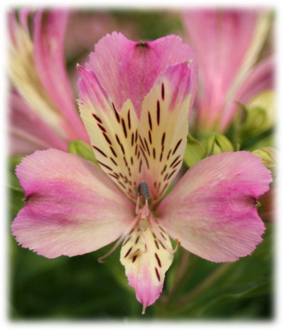 Alstroémerias Zoé