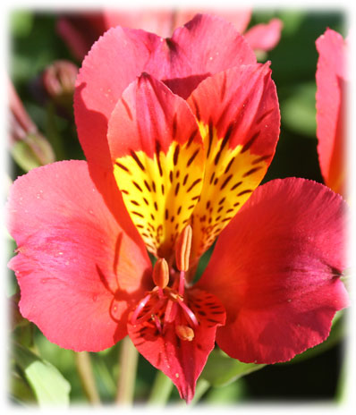 Alstroémerias Authion