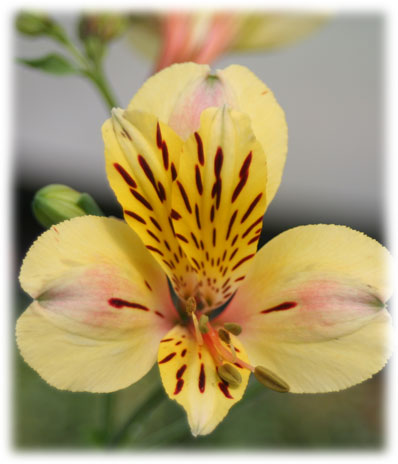 Alstroémerias Layon