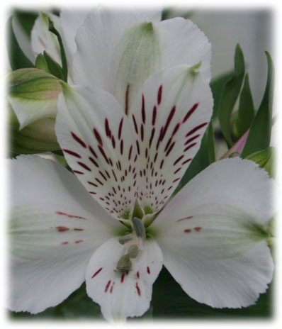 Alstroémerias