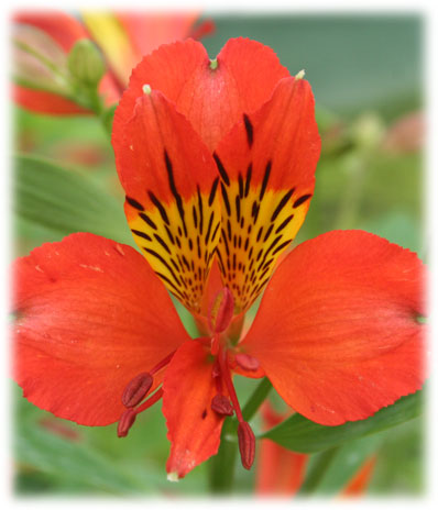 Alstroémerias Quérré