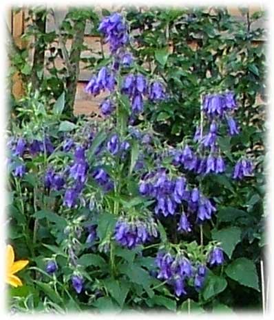 Campanules