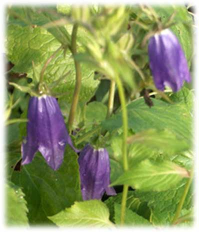 Campanules Sarastro