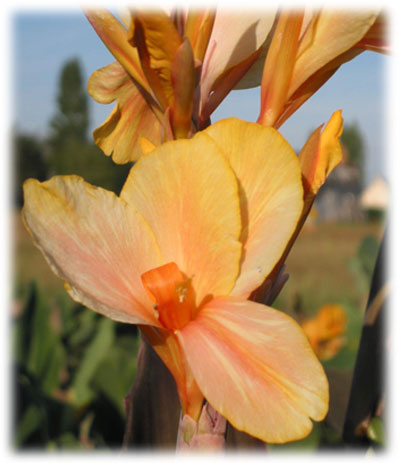 Canna Angèle Martin