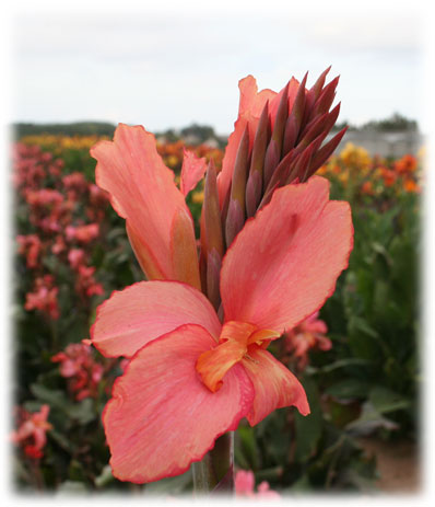 Canna Champion