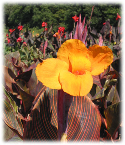 Canna Durban