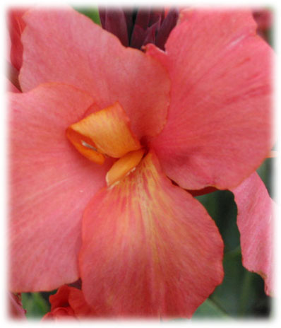 Canna Extase
