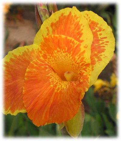 Canna Florence Waugham
