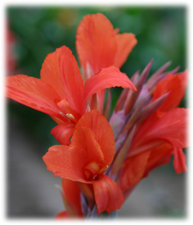 Canna Plantegenet