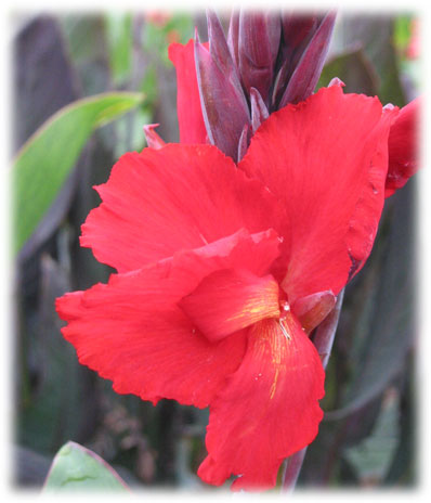 Canna Roi soleil