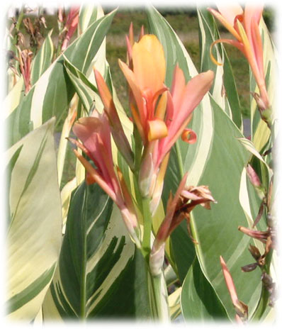 Canna Stuttgard