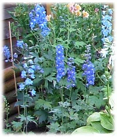 Delphiniums