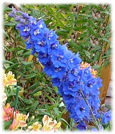 Delphiniums
