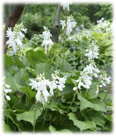 Hostas