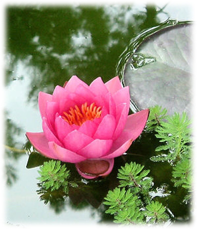 Plantes aquatiques